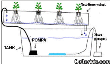Hidroponik sistemde bitki üretimin genel görüntüsü.