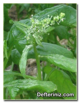 Ispanak bitkisinin çiçek yapısı.