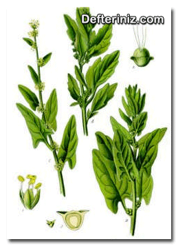 Ispanak bitkisinin organları.