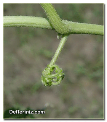 Kabak bitkisinin gövdesinin yapısı ve sülük.