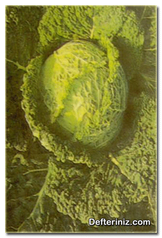 Brassice oleraceae var, Sabauda: Kıvırcık baş lahana.