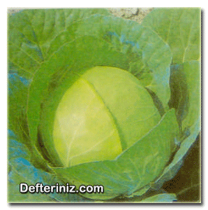 Brassice oleraceaevar, Alba: Beyaz baş lahana.