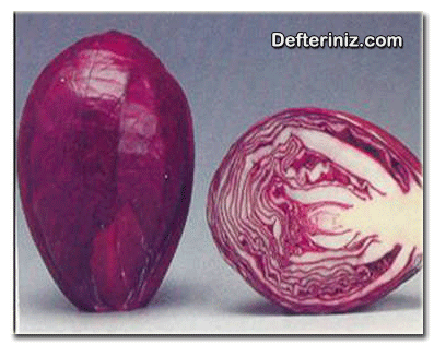 Brassice oleraceae var, Rubra: Kırmızı baş lahana.