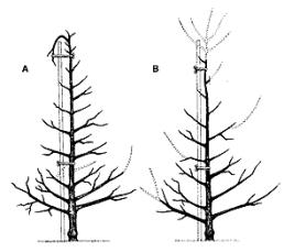Ağaç uygun yüksekliğe gelince, merkezi lider kıvrılmalı ve direğe bağlanmalıdır.