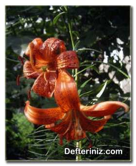 Lilium davidii zambak türünün genel görünüşü.