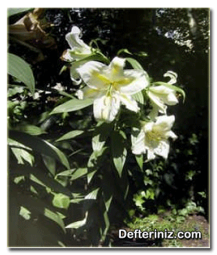 Lilium auratum (altın zambağı) bitkisinin genel görünüşü.
