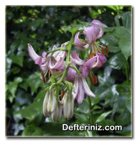Lilium martagon (martagon zambağı) bitkisinin genel görünüşü.