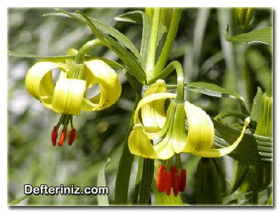 Lilium pyrenaicum (Pirene zambağı) genel görünüş.