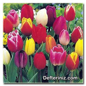Tulipa ( lale ) bitkisinin genel görünüşü.