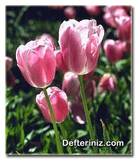 Tulipa gesneriana lale türünün genel görünüşü.