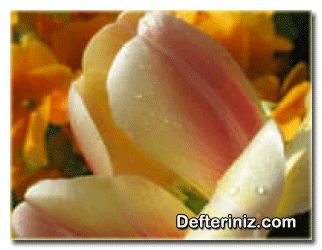 Tulipa seratine reboul (geç çiçek açan lale) bitkisinin genel görünüşü.