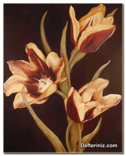 Tulipa suaveolens Rth (güzel kokulu lale) bitkisinin genel görünüşü.
