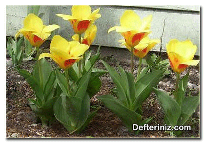 Tulipa kaufmanniana (kafkas lalesi) bitkisinin genel görünüşü.