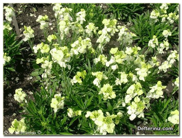 Şebboy - Ana Kokusu Çiçeği ( Cheiranthus ) bitkisinin genel görünüşü.