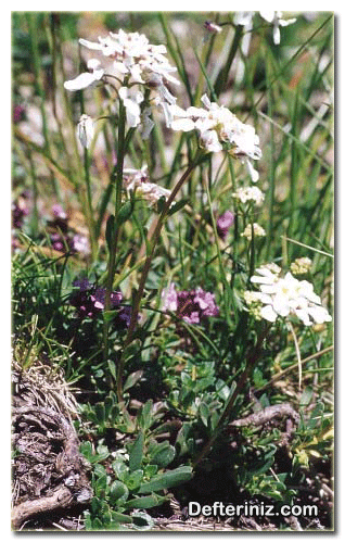 Iberis amara, Yeni Dünya Çiçeği türü.