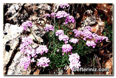 Iberis odorata, Yeni Dünya Çiçeği türü.