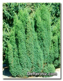 Juniperus communis, Adi Ardıç türü.