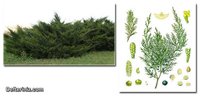 Juniperus sabina, Sabin Ardıcı türü.
