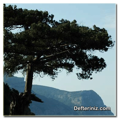 Juniperus excelsa, Boylu Ardıç türü.