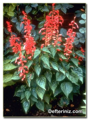 Ada Çayı - Ateş Çiçeği (Salvia) bitkisinin genel görünüşü.