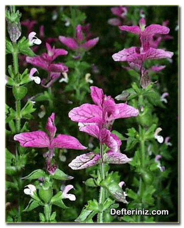 Salvia hormium (Salvia horminum), Ada Çayı Türü.