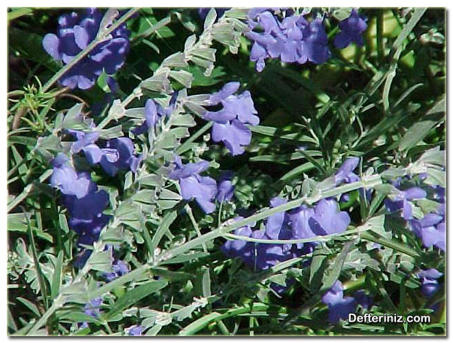 Salvia azurea ( Mavi ada çayı ) türü.