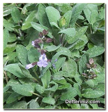 Salvia officinalis (Ada çayı, Diş otu, Meryemiye) türü.