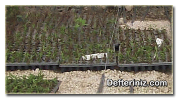 Chrysanthemum (Kasımpatı) bitkisinin çelikle üretimi.