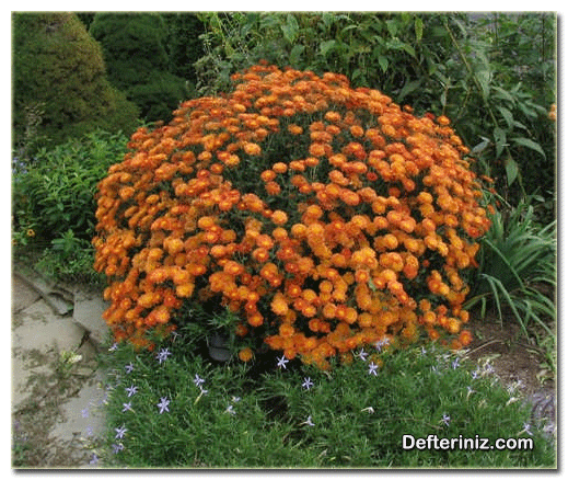 Kasımpatı (Chrysanthemum) Bitkisi.