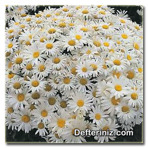 Chrysanthemum maximum, Kasımpatı türü.