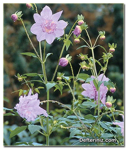 Dahlia imperialis, Yıldız çiçeği türü.