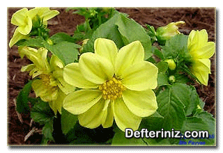 Dahlia merckii ( Dahlia glabrata ), Yıldız çiçeği türü.