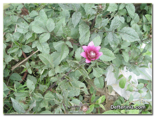 Dahlia pinnata ( Dahlia rosea, Dahlia variabilis ) türü.