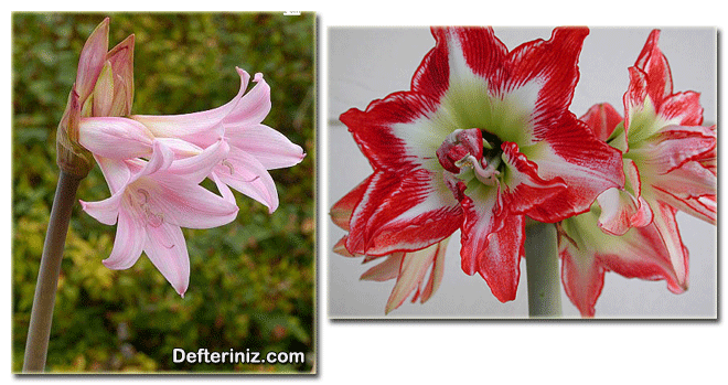 Çoban Çiçeği (Amaryllis) bitkisinin farklı görünüşleri.