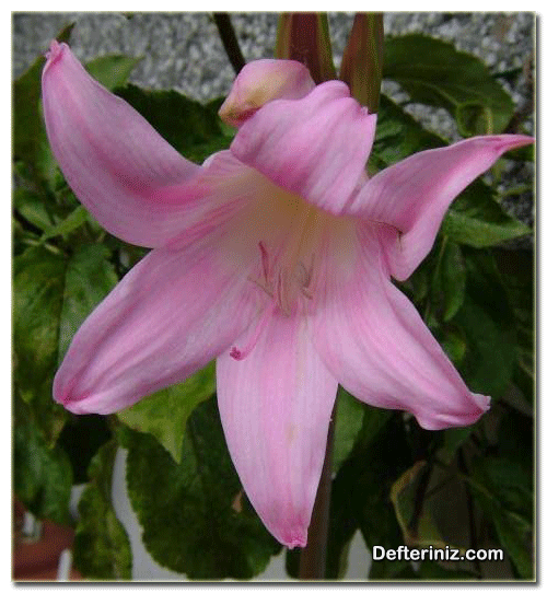 Amaryllis purpurea, Çoban Çiçeği Türü.