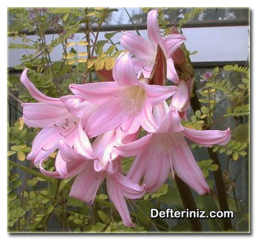 Amaryllis belladona, Çoban Çiçeği Türü.