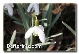 Galanthus cilicicus kardelen türünün genel görünüşü.