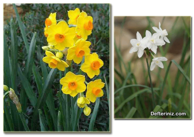 Nergis (Narcicsus) bitkisinin farklı görünüşleri.