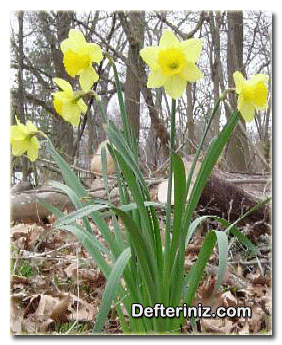 Narcissus pseudonarcissus (Yalancı nergis) türünün genel görünüşü.