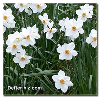 Narcissus poeticus L nergis türünün genel görünüşü.