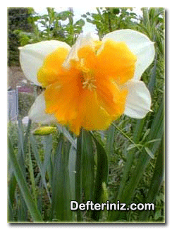 Narcissus incomparabilis Mill nergis türünün genel görünüşü.