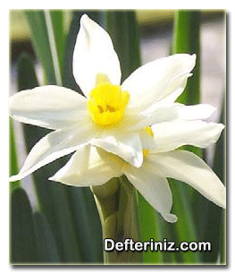 Narcissus tazetta nergis türünün genel görünüşü.