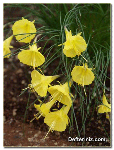 Narcissus bulbocodium nergis türünün genel görünüşü.