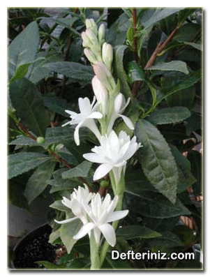 Sümbülteber (Polyanthes) çiçeğinin genel görünüşü.
