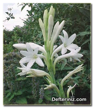 Polyanthes tuberosa (Tutya çiçeği), sümbülteber türünün genel görünüşü.