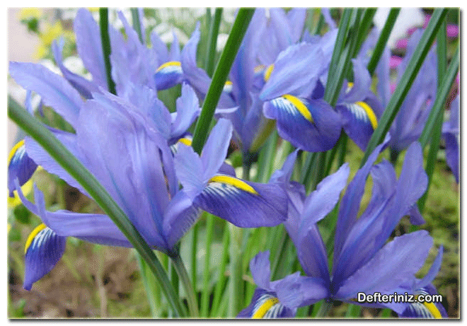 Süsen - Zambak (Iris) çiçeğinin genel görünüşü.