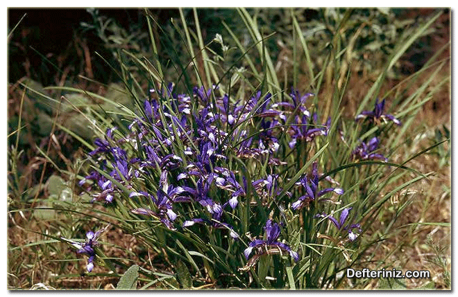 Süsen - Zambak (Iris) bitkinin peyzajda kullanımı.