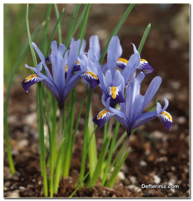 Iris bakeriana, Zambak Türü.