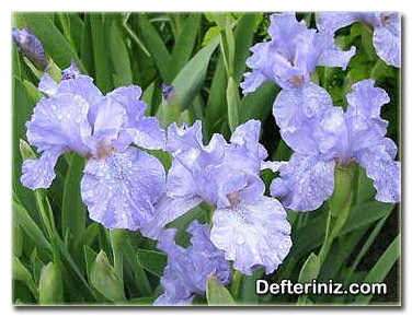 Iris germanica (Mor zambak, mor süsen) türü.
