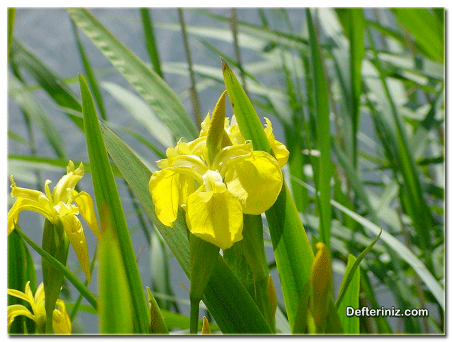 Iris pseudacorus (Bataklık süseni), Zambak Türü.